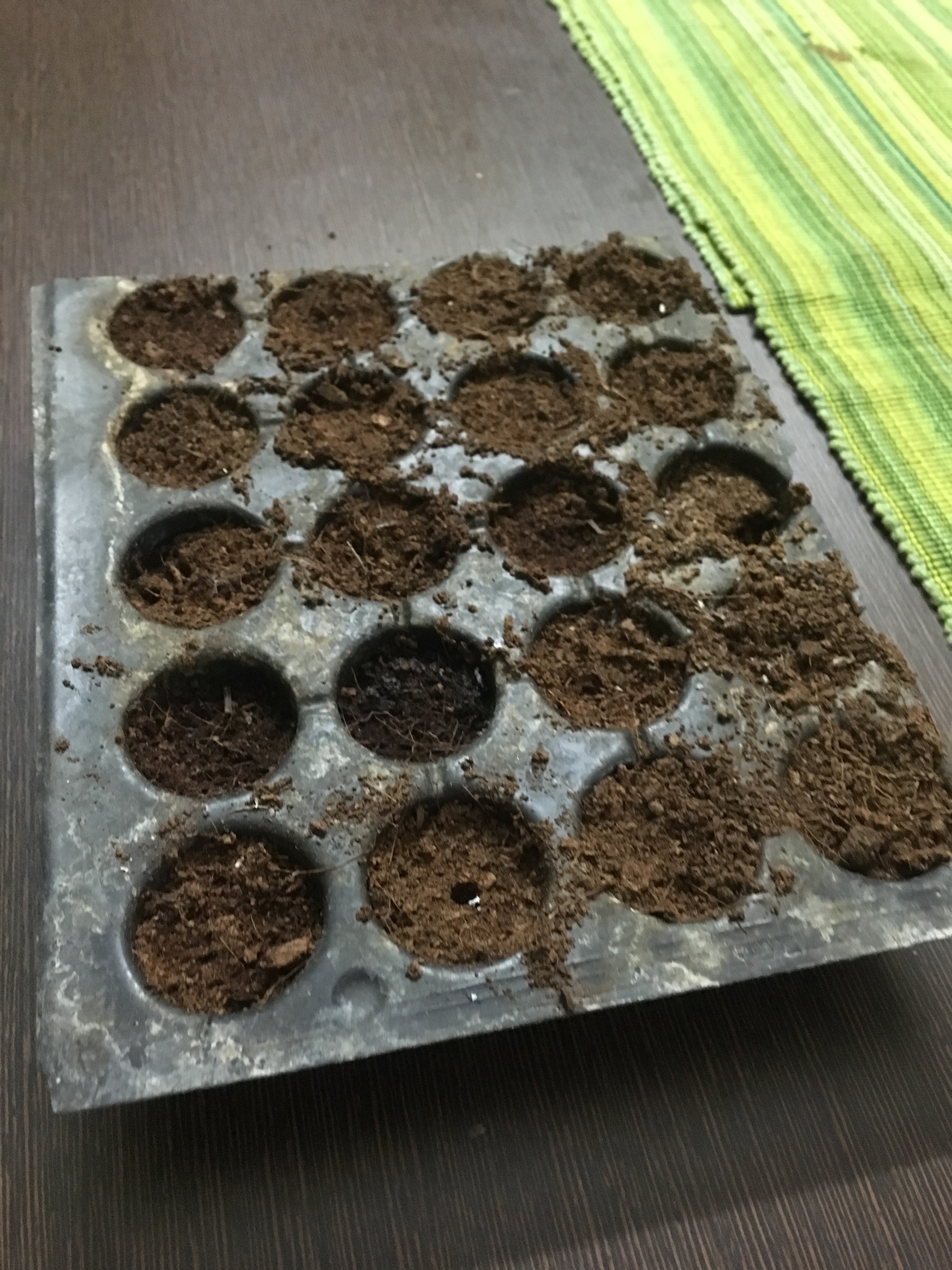 Seed Tray Ready